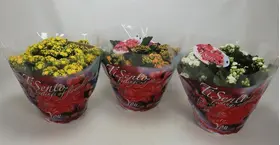 Kalanchoe Blossfeldiana