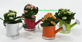 (4) Cute watering cans with Kalanchoe Plants !!!