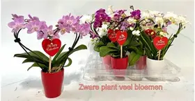 Valentine Love plant "Orchid"  in  pot. + Balloon + Teddy Bear !!! Heart Shape !!! (mini pot 6cm & height 15cm)