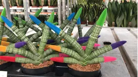 Φυτό Sansevieria Cylindrica Velvet Touch με Βελούδινα χρωματισμένα άκρα. Σε ποτ ή καλάθι !!! . Ύψος περ. 30cm.