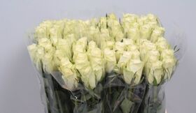 (21) white  roses