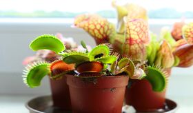 Φυτό σαρκοφάγο (διάφορες ποικιλίες/(3) φυτά σετ) σε γυάλινο βάζο ή κεραμικό ποτ με διακόσμηση !!! (Διωναία κ.α)
