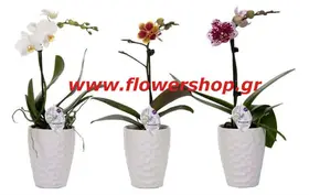 Phalaenopsis Orchid "Kollibri" + Pot !!!