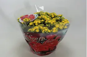 Kalanchoe Blossfeldiana