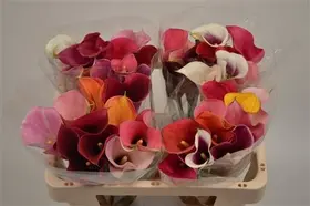 Callas Schwarzwalder