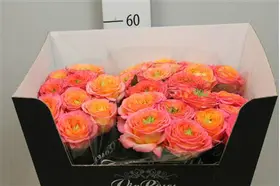 Exclusive "Houdini"  (11) stems Roses