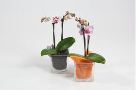 Phalaenopsis Orchid Mini Dwarf (1) plant  (1) spike of flowers in glass. Extra Quality.