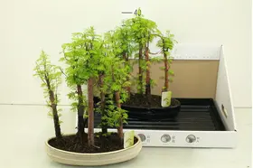 Φυτό μπονσάι "Metasequoia"