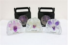 Exclusive Dendrobium Orchid Flower In Crystal !!! New!!!