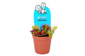 Plant Dionaea Muscipula in glass vase with Decoration !!!