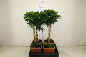 Gardenia plant on stem. Ball Shape. Height appr. 0,80m. (Planted in quality pot)
