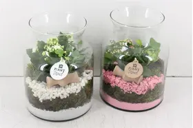 Terrarium plants in glass.Cylinder glass vase 30cm Height 16cm Diam.with Decoration !!!
