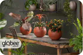 Το Globee είναι εύκολο να τακτοποιήσετε και να το συνδέσετε με διάφορους τρόπους.
Για να μπορέσετε να πρασινίσετε τον κόσμο σας με έναν απλό, κομψό τρόπο και εξοικονομώντας χώρο.