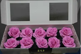 (4) Exclusive Pink Waxed  Roses In Cylinder Hat Box!!! NEW!!!