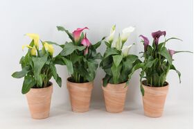 Φυτό Zandenteschia (calla). Ποτ, Γυάλινο ή Καλάθι 12cm ύψος 20cm. (1) Φυτό