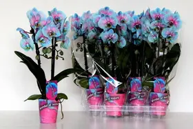 Phalaenopsis Blue Wonder In Vase or Ceramic Pot. Yacht Flowers & Plants Supplies. Exclusive. (2 flower stems.