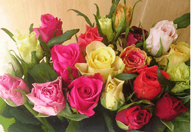 Ανθοπωλείο. (41) τριαντάφυλλα (40-50cm)  (διάφορα χρώματα)!!! Μπουκέτο.