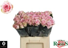 Pink Roses (21) stems Sweet or Peach Avalanche Dutch with Greens.