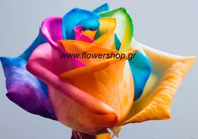 Roses "Rainbow"