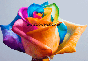 21) "Rainbow"  roses bouquet. Super week offer!!!