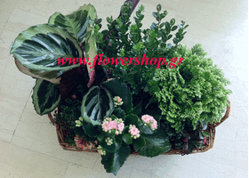 Basket with plants .Large size!!!