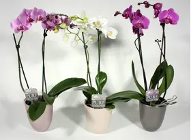 Phalaenopsis (1) Plant with (2) spikes of flowers + Pot. (only for ATTICA REGION GREECE)