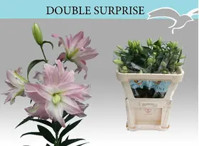 Lillies "Oriental" gift wrapped.