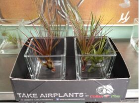 Air Plants tillandsias in glass vase with decoration.
