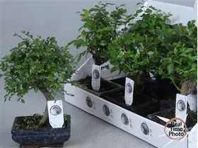 Bonsai plant