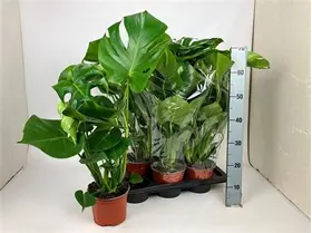 Monstera Deliciosa