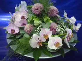 tray-phalenopsis-ping-pong.gif