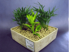 Plant arrangement in ceramic pot