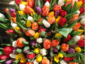 Tulips Bouquet  Vase