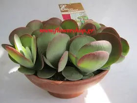 kalanchoe glass.jpg