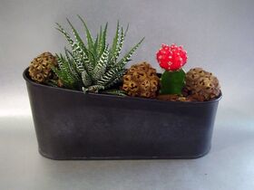 Arrangement with cactus