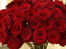 (31) red roses 40-50 cm. (Head Size H 3,5cm W 2,5cm) bouquet with green fillings.Extra Quality Dutch. Super week Offer.