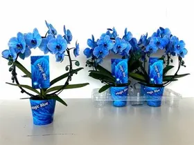 Phalaenopsis orchid "circle" shape blue. (50-60cm)Super Offer!!! Pot included!!!
