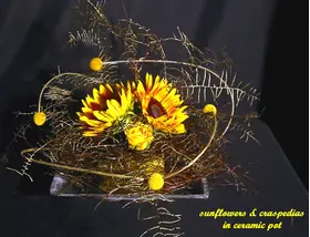 sunflowers in pot