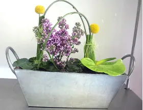 midori syringa 2.jpg