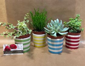 Succulents Set (4) pieces in Ceramic Colored Pots.