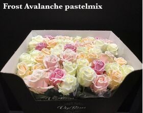 (10) Exclusive Frosted Waxed  Roses