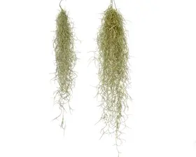 Αερόφυτα "Tillandsias Usneoides" Σε Διακοσμητικό Βάζο. Εξτρα Σπέσιαλ !!!