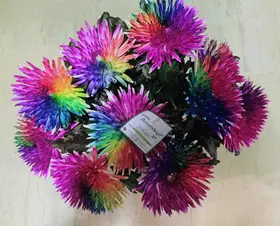 Chrysanthemums "Rainbow" fascinating colors !!!