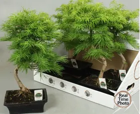 Φυτό μπονσάι "Metasequoia" ύψος περ. 0,45μ.Κεραμεικό ποτ Διαμ. 0,20μ. Νέο, Ιδιαίτερο !!!