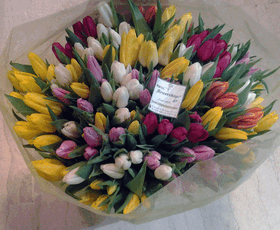 Tulips (30) stems gift wrapped