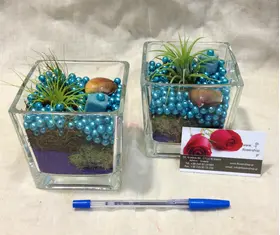 Air Plants tillandsias in glass vase with decoration. !!! (pair 2 vases)