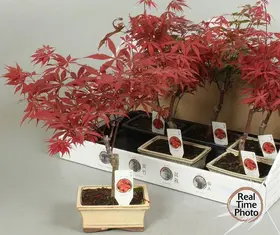 Bonsai "Acer" Exclusive Pot 12cm Height 25cm.