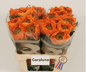 Τριαντάφυλλο"caraluna" με (4) καρδιές