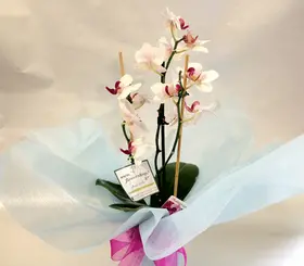 Orchid Phalaenopsis midi