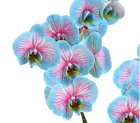 Phalaenopsis Blue Wonder In Vase or Ceramic Pot. Yacht Flowers & Plants Supplies.